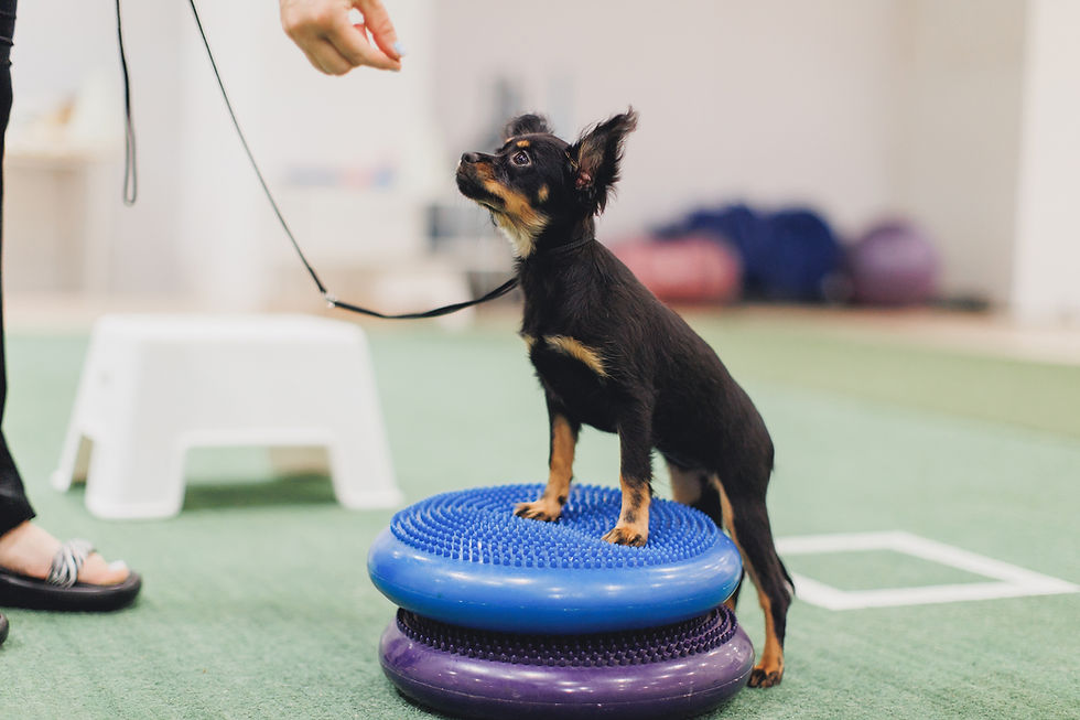 Puppy fitness and socialization.