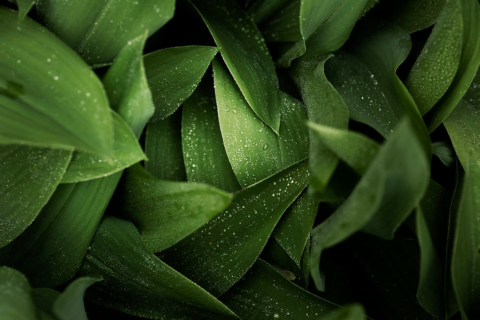 close-up-nas-folhas-verdes-na-natureza.jpg