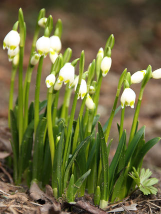 Zarte Schneeglöckchen. Die ersten Frühlingsboten auf Hof Muhs.