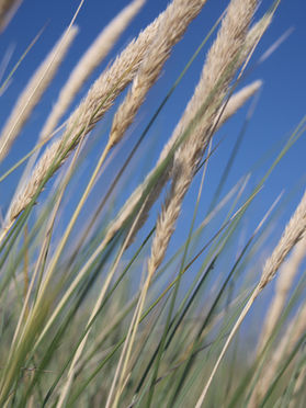 Wehende Gräser: Zarte Halme wiegen sich im Wind gegen den blauen Himmel.