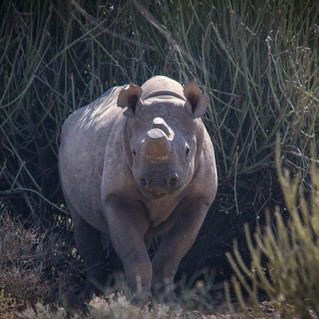 Desert Rhino
