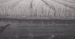 wheat-696954_1920-8-161204