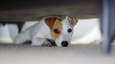 Kenali Fobia Umum pada Anjing