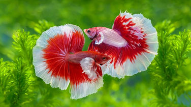 Mengapa Ikan Cupang Berkelahi?