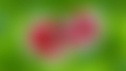 Mengapa Ikan Cupang Berkelahi?