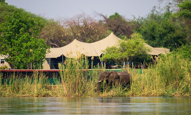 Elephants in the zambezi river in front of Breezes Lodge