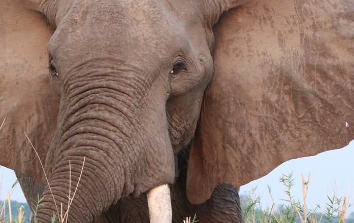 Clients getting Up close to an elephant whilst on a day boat cruise
