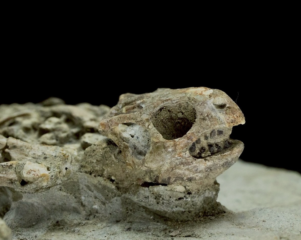 Psittacosaurus Skeleton in Matrix