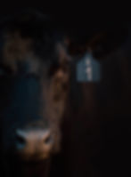 sr-face.jpg