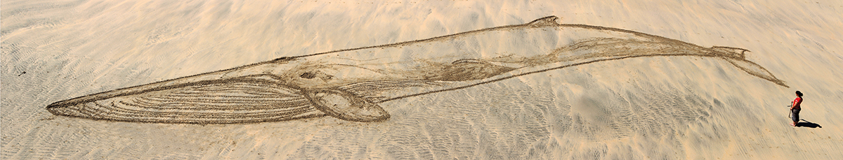 Whales Etched into the sand by artist Sonia Shomalzadeh