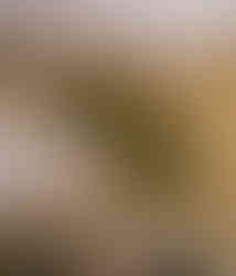 Hopps decorating Post & Beam's woodwork