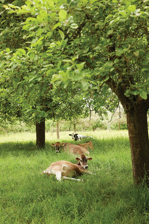 Three cows rest in lush green grass under a leafy tree in a tranquil orchard. Sunlight filters through the leaves, creating a serene mood.