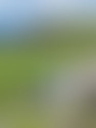 Raddons and Wharrastone, Raddons, Wharrastone, St Gennys, north Cornwall, north Cornwall coast, Atlantic coast Cornwall, Cornwall coastal property, Cornwall barn conversion, converted barns Cornwall, coastal homes Cornwall, sea view property Cornwall, Atlantic views, holiday let Cornwall, holiday letting income, residential consent, open-plan kitchen, open-plan living, vaulted ceilings, exposed timber beams, exposed structural timbers, granite worktops, integrated appliances, utility room, wood-burning stove, countryside and sea views, South West Coast Path, paddock and gardens, coastal hamlet Cornwall, period barn conversion, refurbished property Cornwall, flexible accommodation, double bedrooms, modern fitted kitchen, Jackson-Stops, Cornwall property for sale, St Gennys property, north coast Cornwall home, proven letting income, character property Cornwall