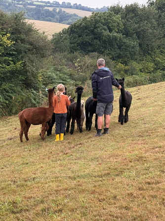A family feeding alpacas at Old Lanwarnick in North Cornwall