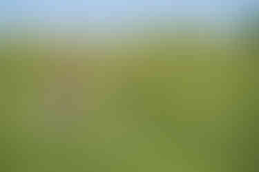 Explore the wilderness at Dog Friendly Wooda Farm