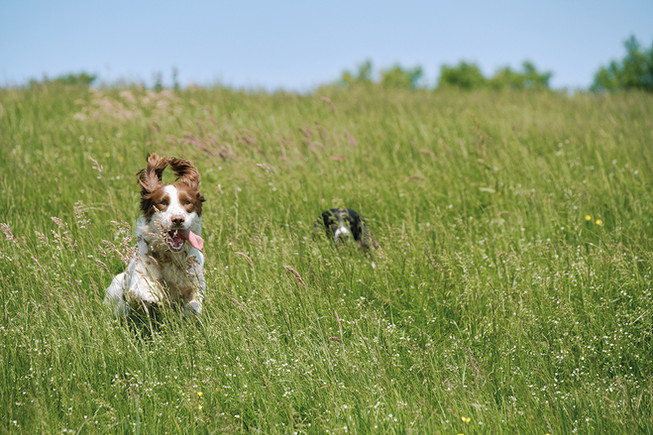 Explore the wilderness at Dog Friendly Wooda Farm