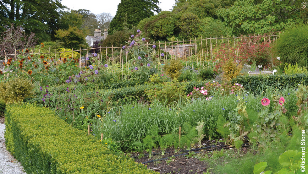 Trevince Estate Gardens in Gwennap, Cornwall, set within the Cornish Mining World Heritage Site near Redruth, Truro and Falmouth, showcasing spring colour by the historic clock tower and the 18th century Walled Garden. Images feature Richard Stone with the estate’s citrus collection including Meyer lemons, heritage glasshouses and productive kitchen garden beds managed using no dig horticulture and sustainable gardening methods. The Cornish country estate displays mature woodland, parkland and the Wilderness garden planted with rhododendrons, camellias, azaleas and rare trees from the International Conifer Conservation Programme, including Pinus armandii, Athrotaxis selaginoides and Legrandia concinna. Photographs capture Head Gardener Colin Skelly in the potting shed, pollinator friendly planting inspired by Pollinator Pathmaker, trained fruit trees, cut flower beds, heritage mining leats and seasonal highlights such as Cornish daffodils, English bluebells and apple blossom. Trevince Estate near Carn Marth and Bissoe offers garden visits in Cornwall with a café, historic house setting and evolving horticultural conservation in the heart of Cornwall.