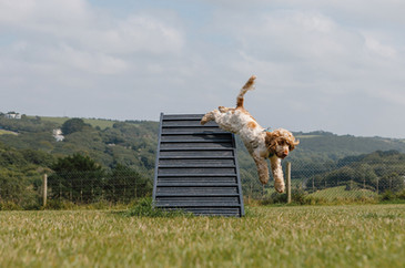 Dog friendly at Wooda Farm