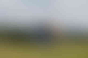 Dog friendly at Wooda Farm