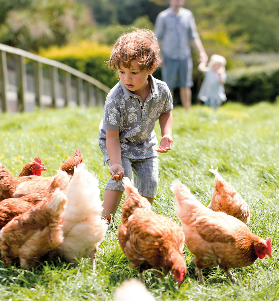 Feeding the animals at Wooda Farm