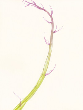 Garry Fabian Miller, Kestle Barton, Kestle Barton Manaccan, Manaccan Cornwall, Cornwall exhibition, Cornwall art exhibition, contemporary photography, camera-less photography, abstract photography, botanical photography, garden-inspired art, garden photography, light and colour, photographic paper, darkroom process, experimental photography, plant-based imagery, artist's garden, Dartmoor garden, meadow and woodland landscape, contemporary art Cornwall, South West art, exhibition at Kestle Barton, Garry Fabian Miller exhibition, Our Garden exhibition, luminous abstract image, meditative photographic work, nature-inspired photography, colour field photography, camera-less photographic work