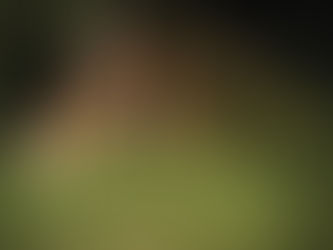 Rustic stone cottage in lush greenery, dappled sunlight on the roof, surrounded by tall plants and trees. Mood is serene and quaint.