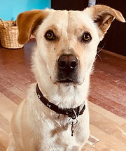3 yr old Goldie dog_edited.jpg