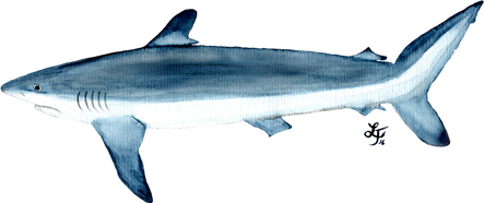 Verschiedene digitale und handgezeichnete Illustrationen für das Citizen Science Project ELMO - South African Elasmobranch Monitoring