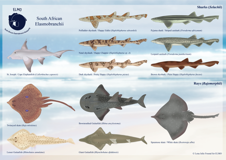 Verschiedene digitale und handgezeichnete Illustrationen für das Citizen Science Project ELMO - South African Elasmobranch Monitoring