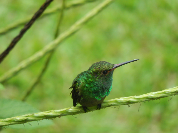 Costa Rica Reizen op maat TumiTurismo ZuidAmerika