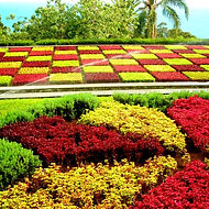 Botanical Gardens, Montemar Tours and Rentals