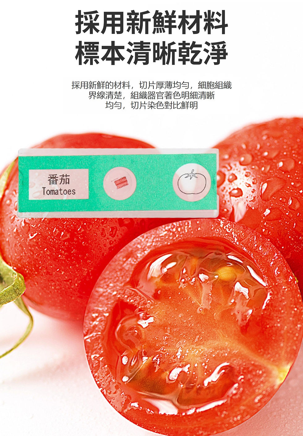 縮圖：兒童顯微鏡動植物昆蟲標本