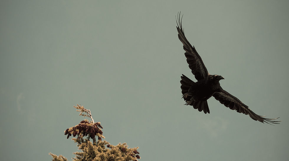 A raven flies free from all that has attempted to contain her.