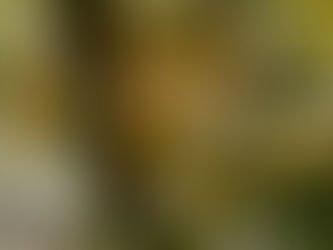 #Appunti di una libraia# strega, Ascoltare gli alberi