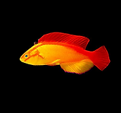 Flame Wrasse