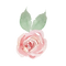 Soft Pink Rose with Leaves.png