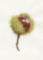Sweet Chestnut