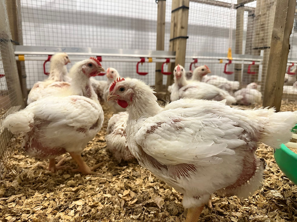 Poultry Trial at SRUC update