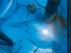 LANO-SHRIMP Trials at Swansea University
