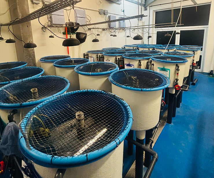 lanolin in aquaculture trial