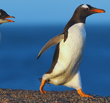 Pinguin.png