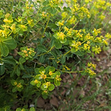 Green plant with gentle flowers | Yuval Ziv | WaterComms
