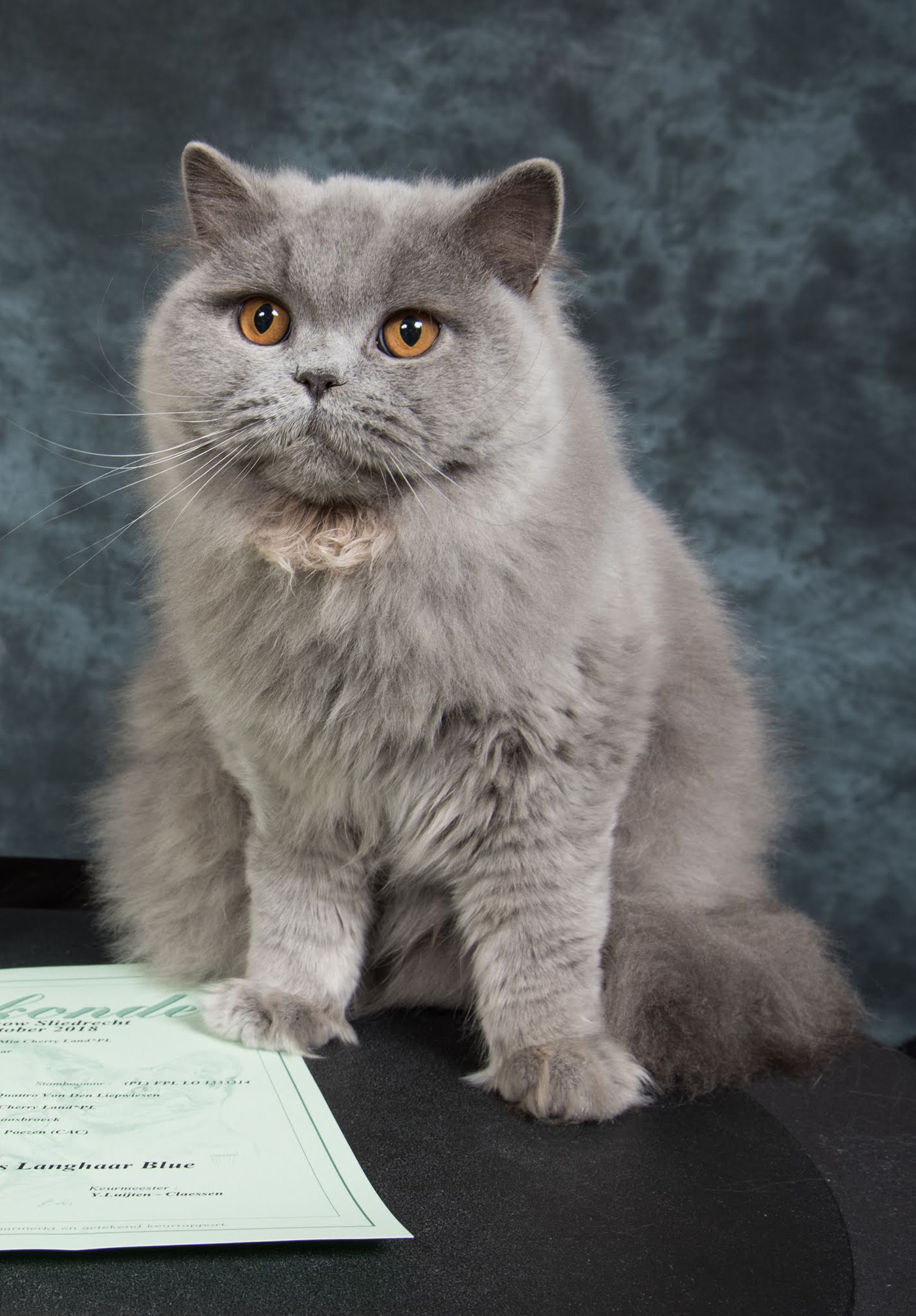 CH. Mia Cherry Land*PL