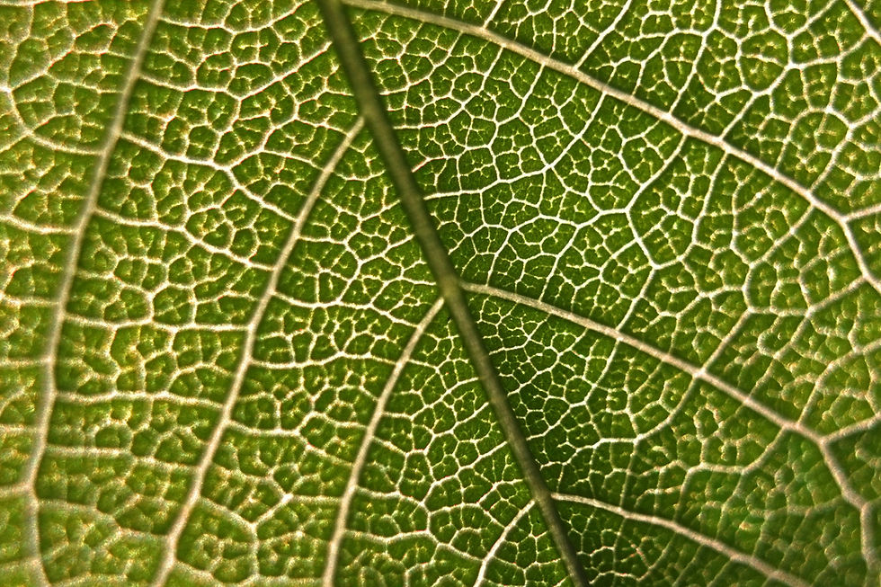 vadim-gromov-8XFcmzA4WO8-unsplash.jpg