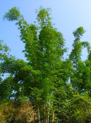 vol11菴ソ逕ィ逕サ蜒・p1BAMBOO.JPG