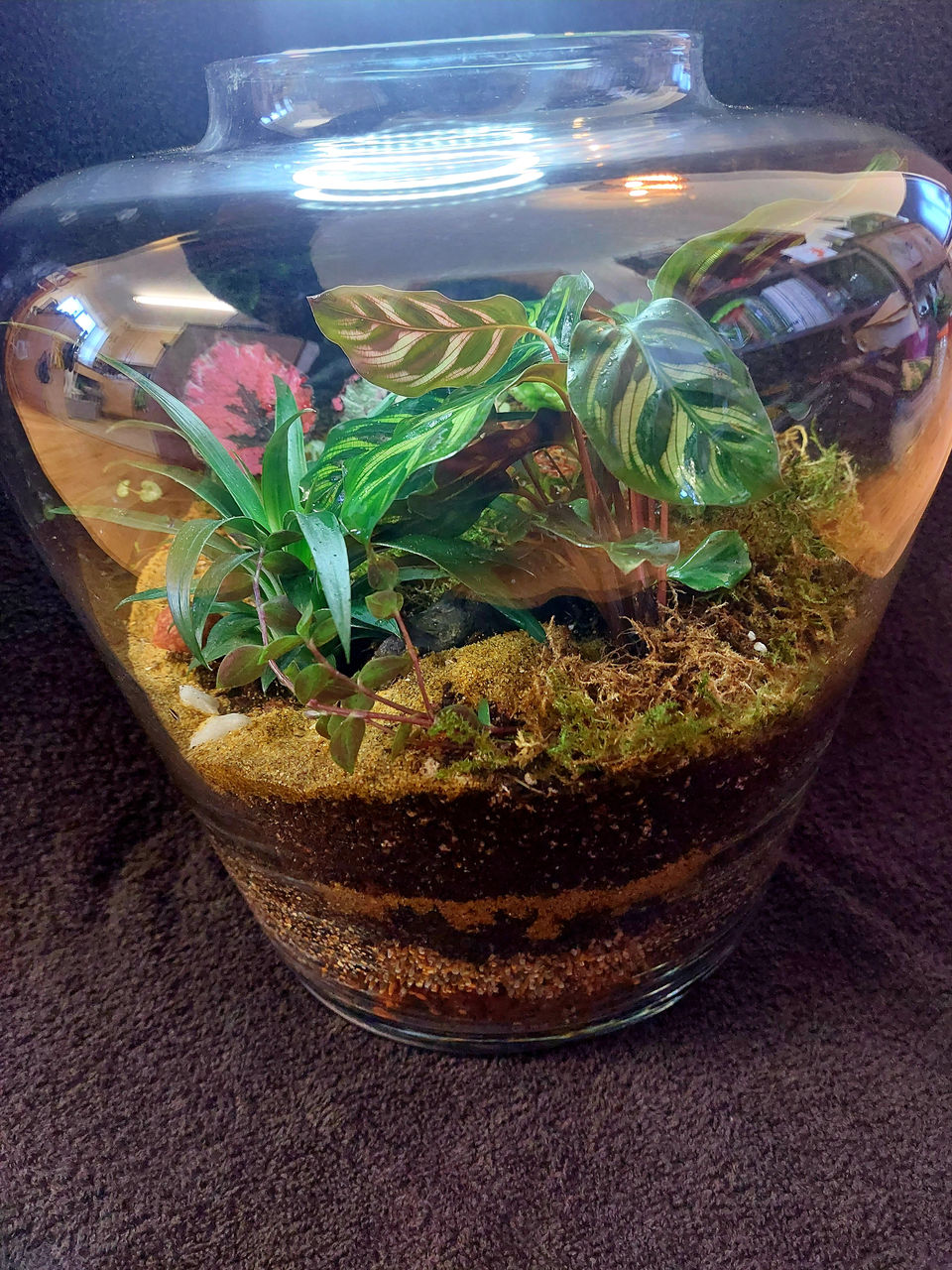 Terrarium houseplants houseplant titan terrariums