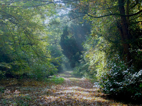 Woodland