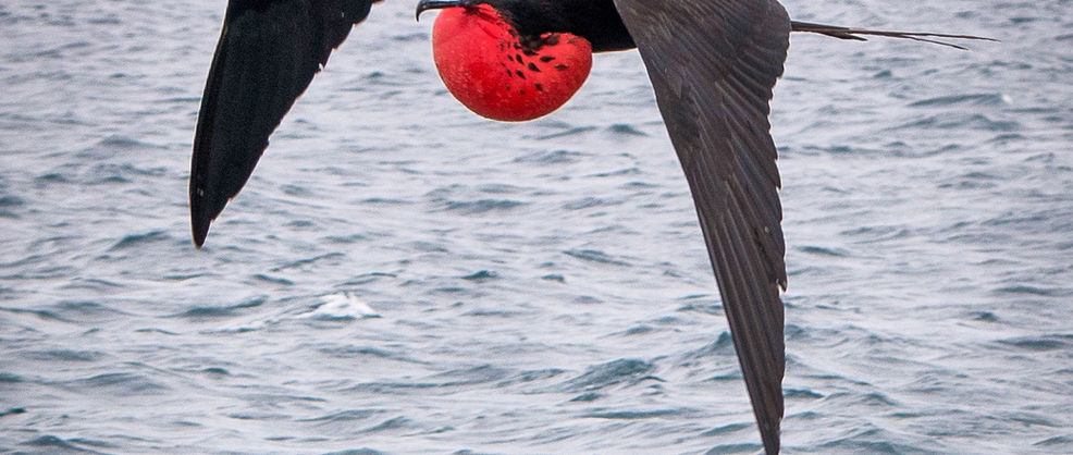 Bird in the Galapagos