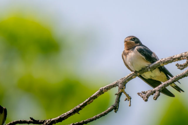 こだま通信2025年3月「鳥のさえずりで季節の移ろいを感じる感性」