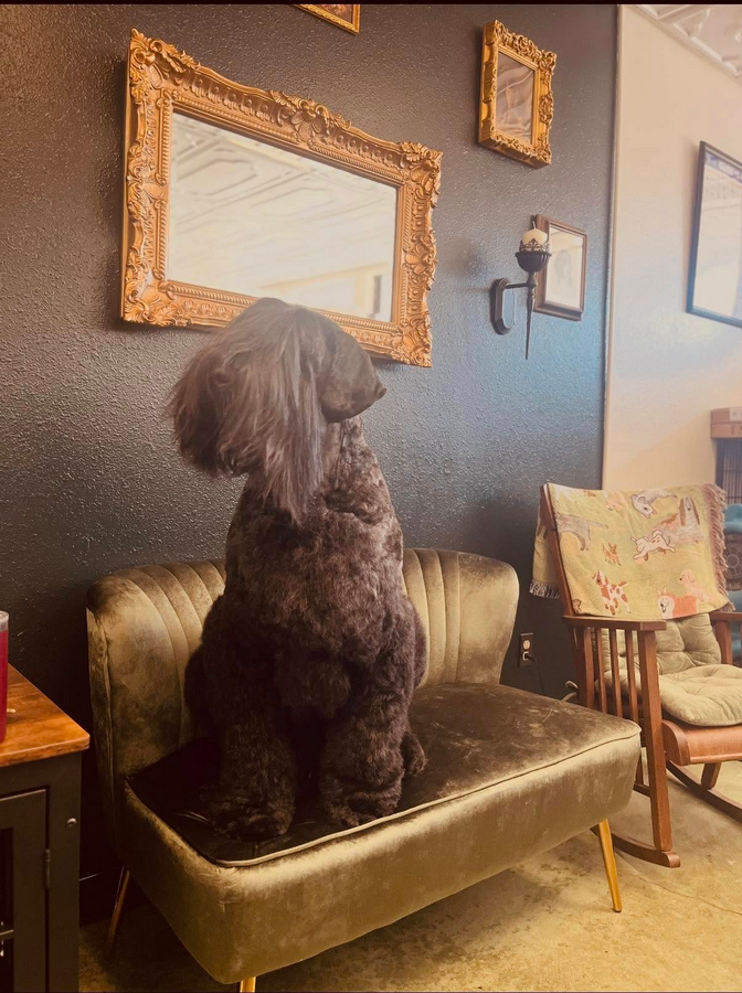 Lucky Dog Grooming